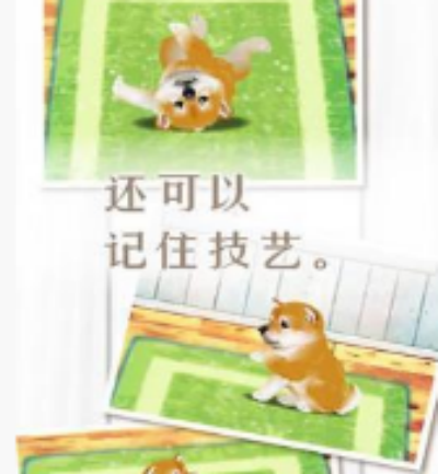 柴犬故事