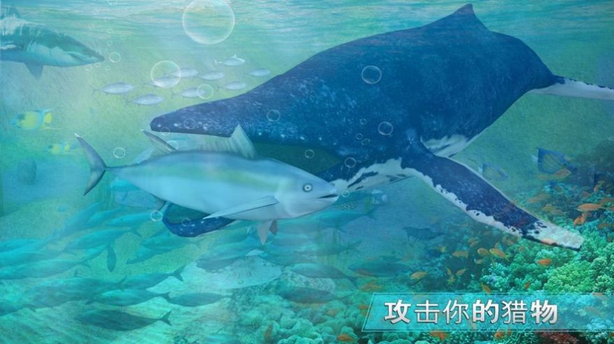 全民养鲸鱼正版游戏