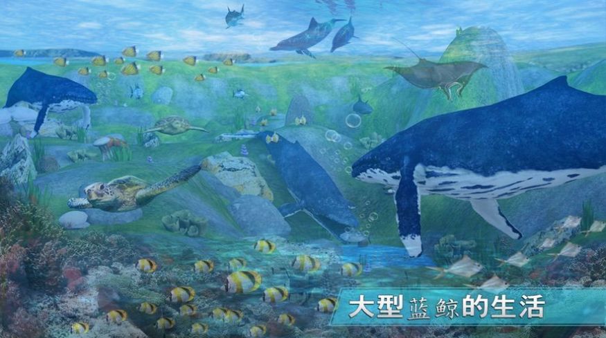 全民养鲸鱼正版游戏