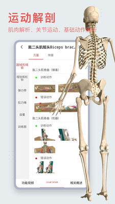 3Dbody解剖学