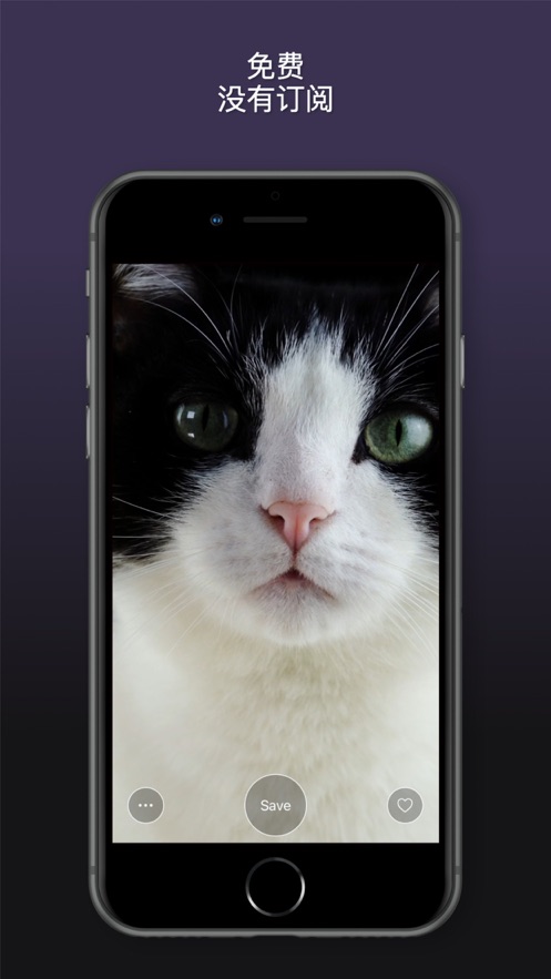 猫动态壁纸