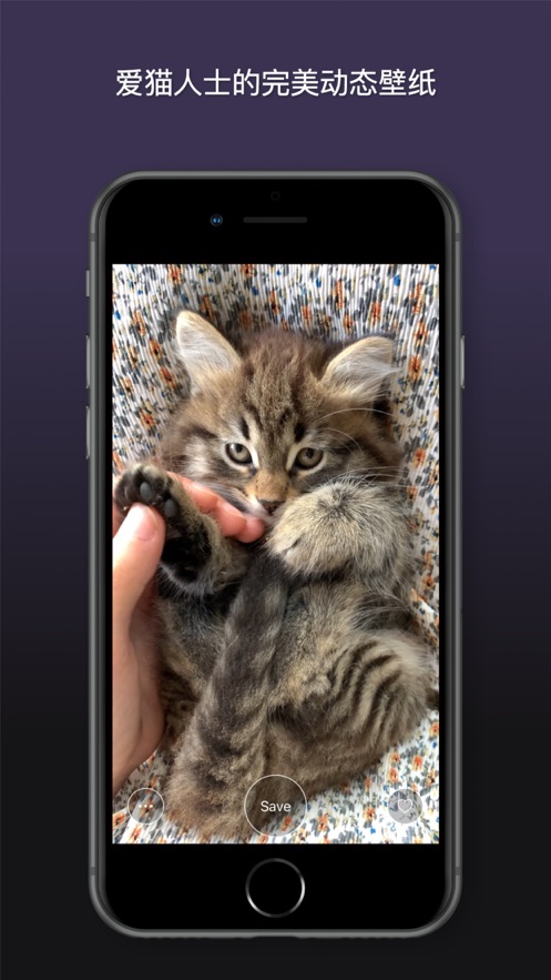 猫动态壁纸