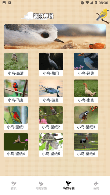 小鸟壁纸大全