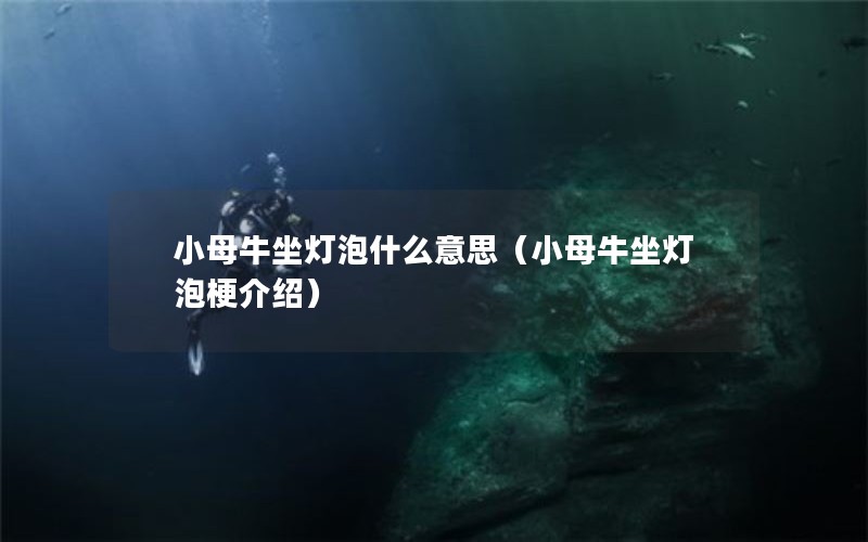 小母牛坐灯泡什么意思(小母牛坐灯泡梗介绍) 小母牛坐灯泡什么意思(小母牛坐灯泡梗介绍)